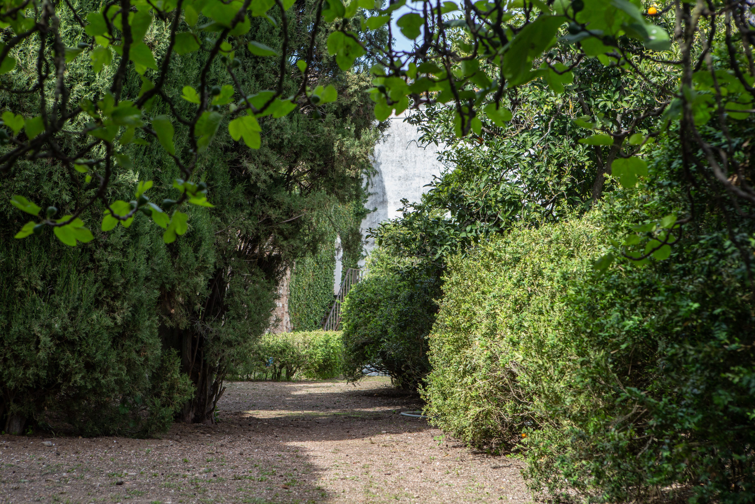 Jardim - Palácio Ficalho