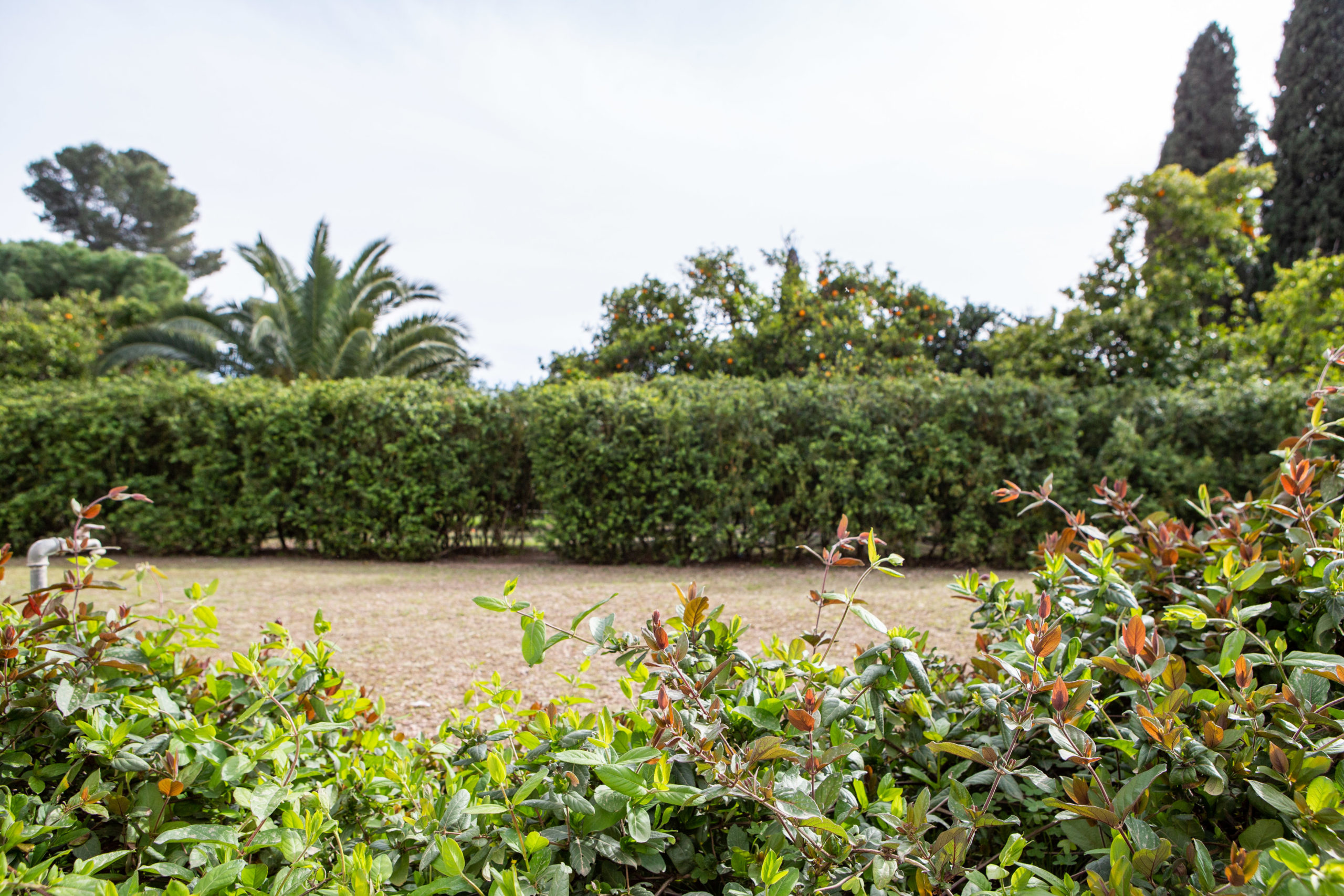Jardim - Palácio Ficalho