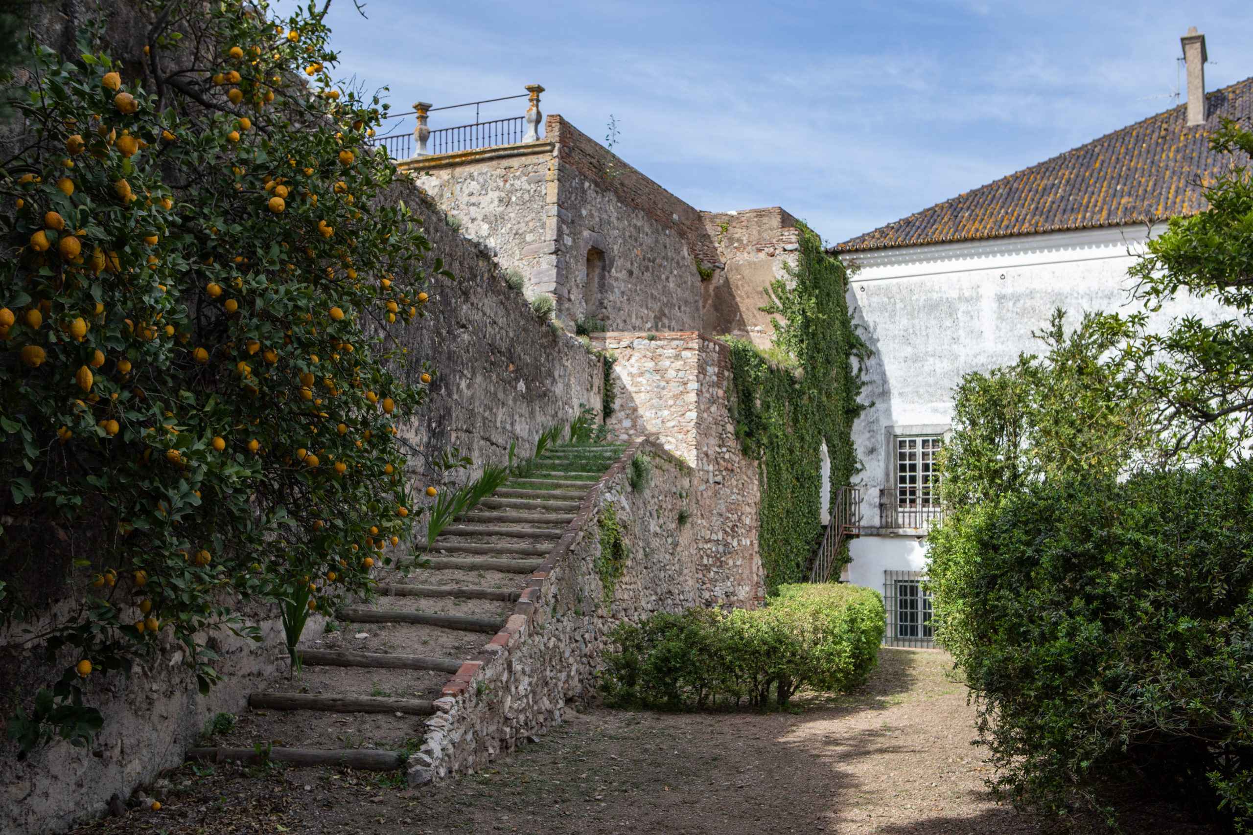Jardim - Palácio Ficalho
