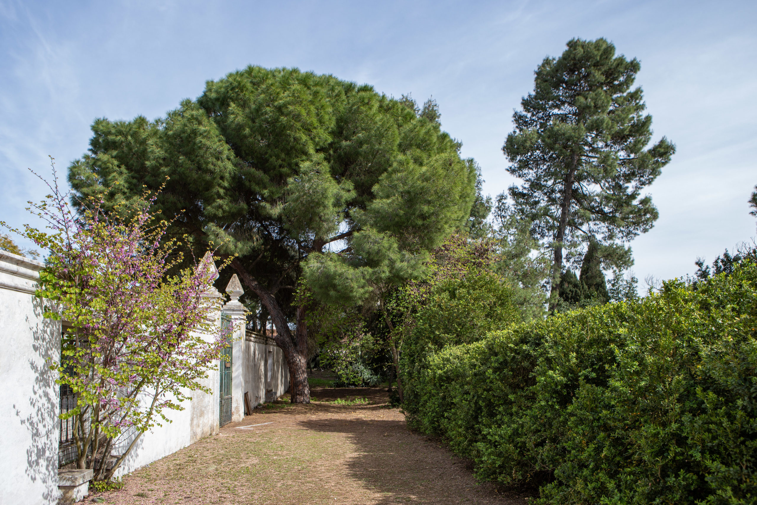 Jardim - Palácio Ficalho